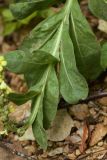 Verbascum thapsus