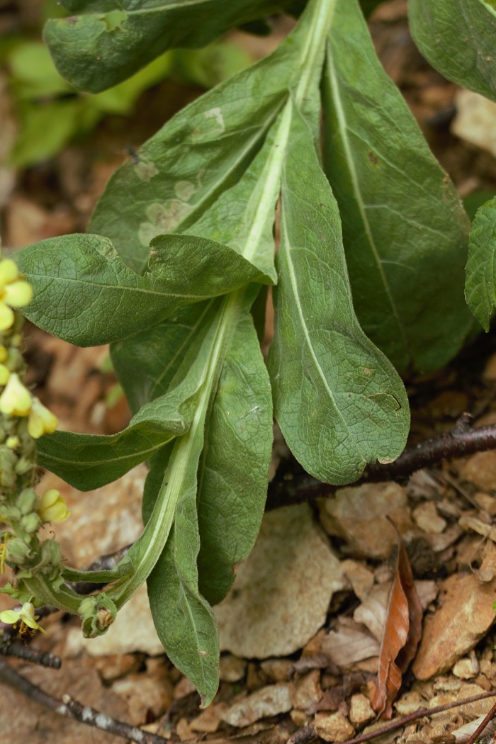 Изображение особи Verbascum thapsus.