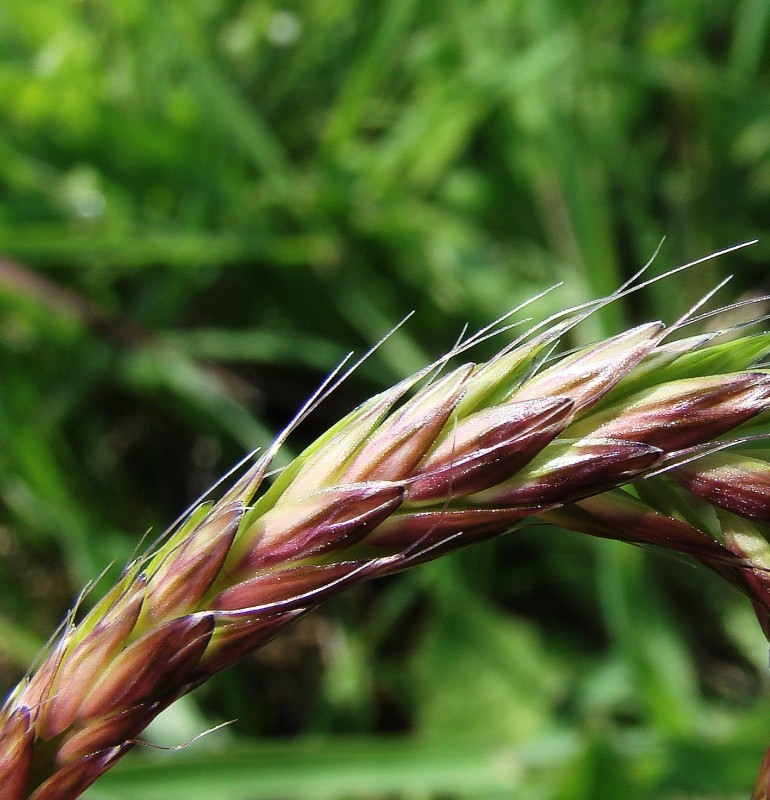 Image of Alopecurus myosuroides specimen.