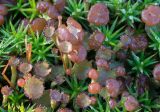 Cladonia gracilis