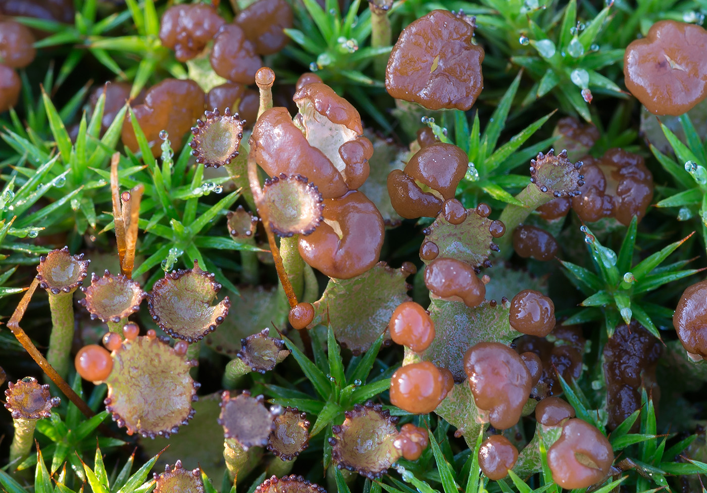Изображение особи Cladonia gracilis.