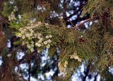 Platycladus orientalis. Верхушка ветви с шишками. Узбекистан, Самарканд, в культуре. 07.08.2017.