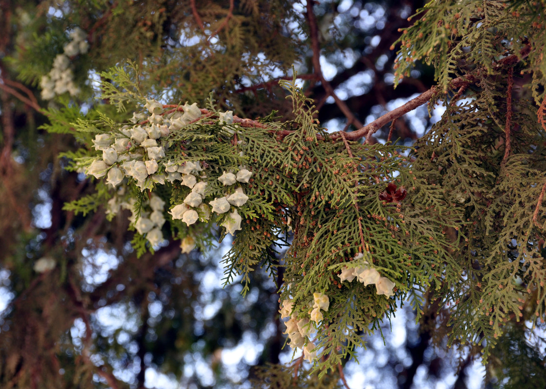 Image of Platycladus orientalis specimen.