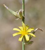 Chondrilla juncea