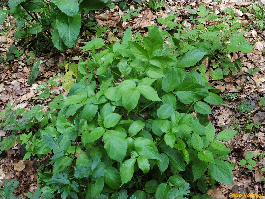 Image of Sambucus nigra specimen.