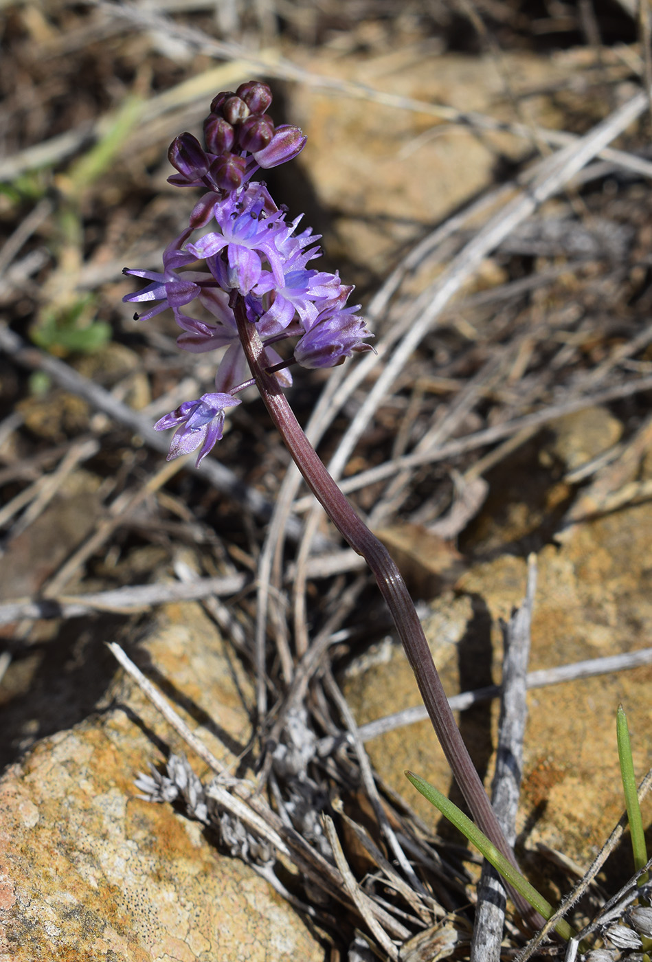 Image of Prospero autumnale specimen.