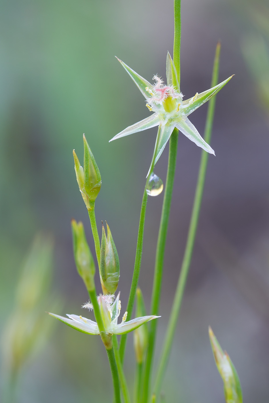 Изображение особи Juncus bufonius.