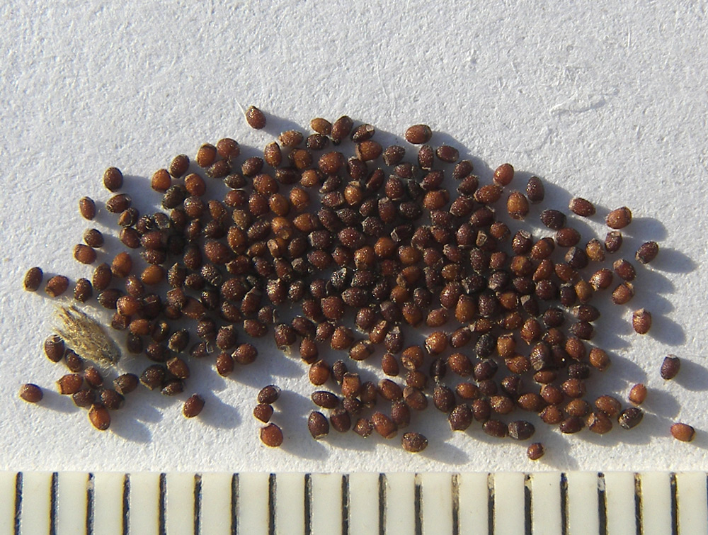 Image of Mentha longifolia specimen.