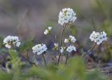 Arabidopsis petraea