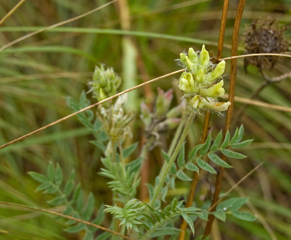 Image of Oxytropis pilosa specimen.