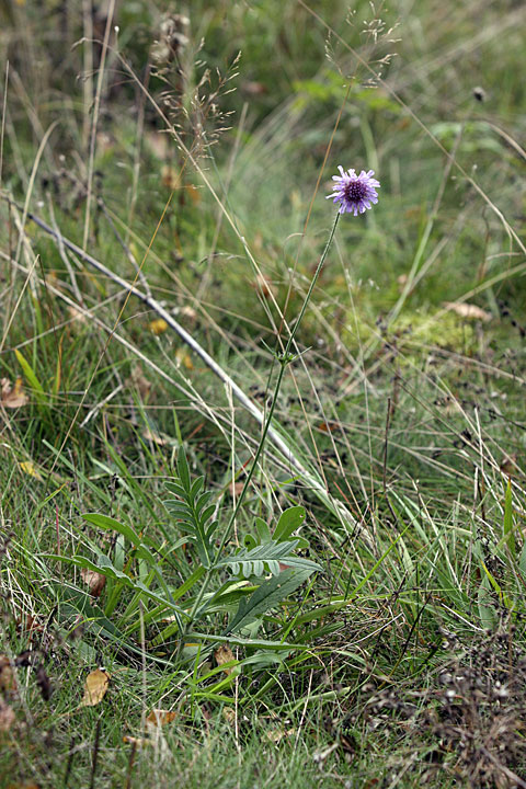 Изображение особи Knautia arvensis.