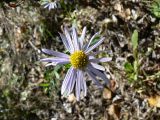 Aster maackii