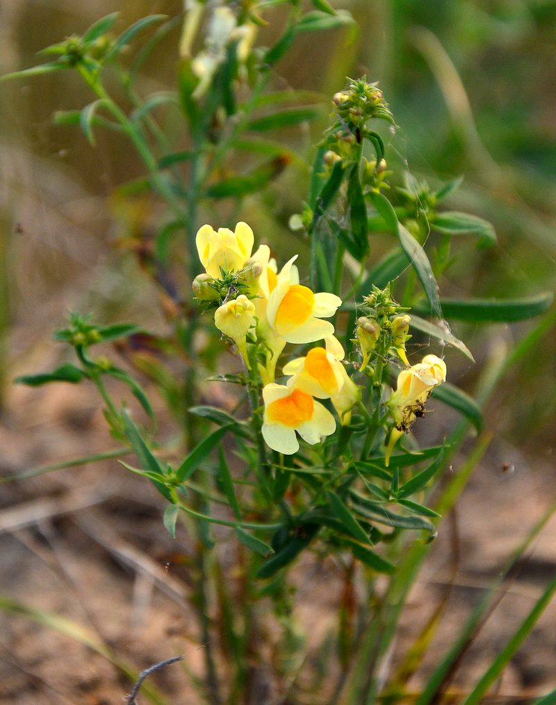 Image of Linaria vulgaris specimen.