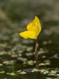 Utricularia &times; neglecta