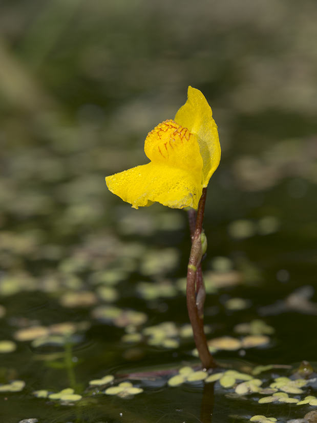 Image of Utricularia australis specimen.