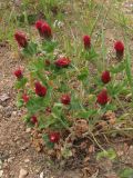 Trifolium incarnatum