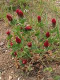 Trifolium incarnatum. Цветущее растение. Севастополь, на пустыре. 9 мая 2010 г.