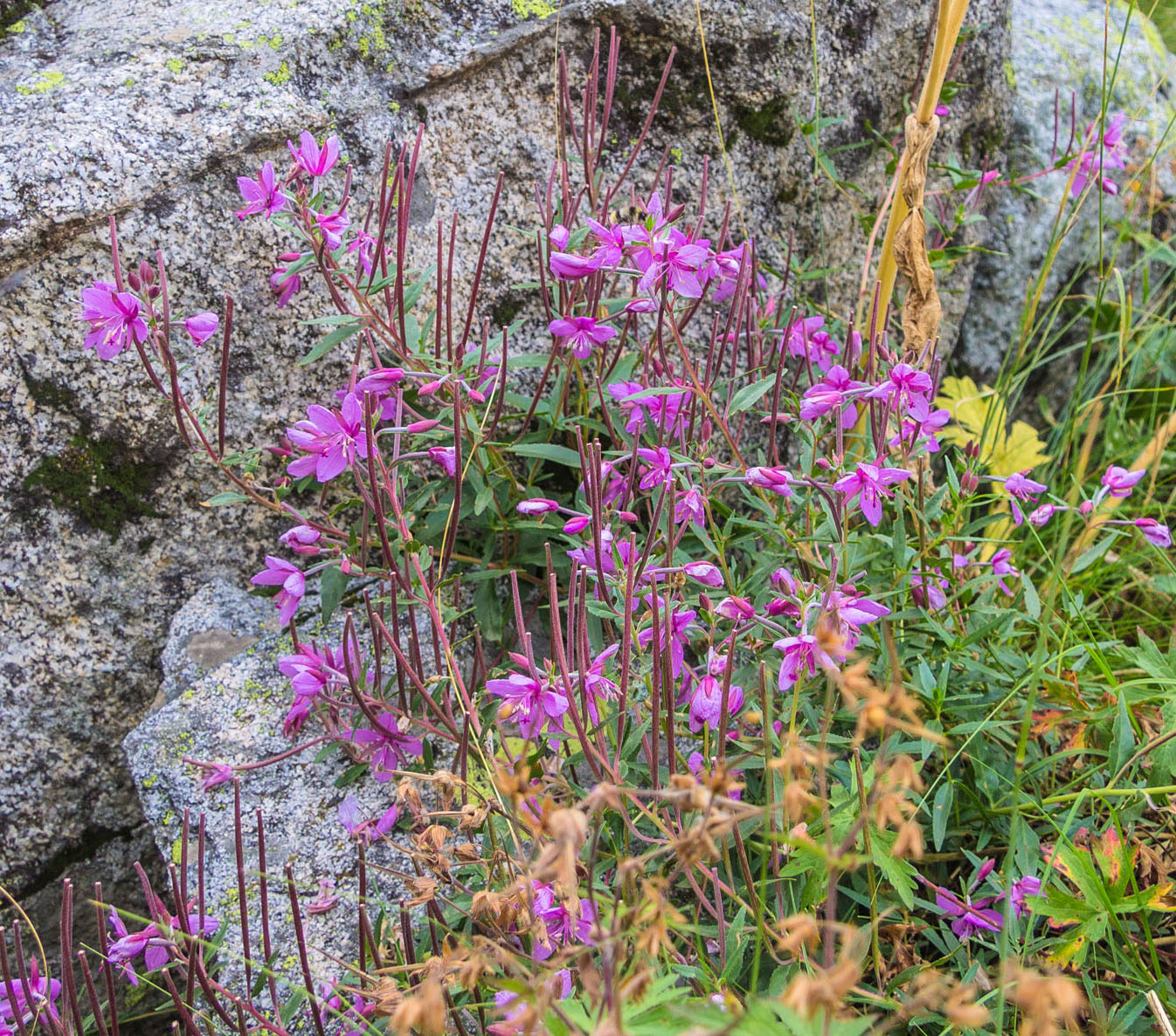 Изображение особи Chamaenerion colchicum.