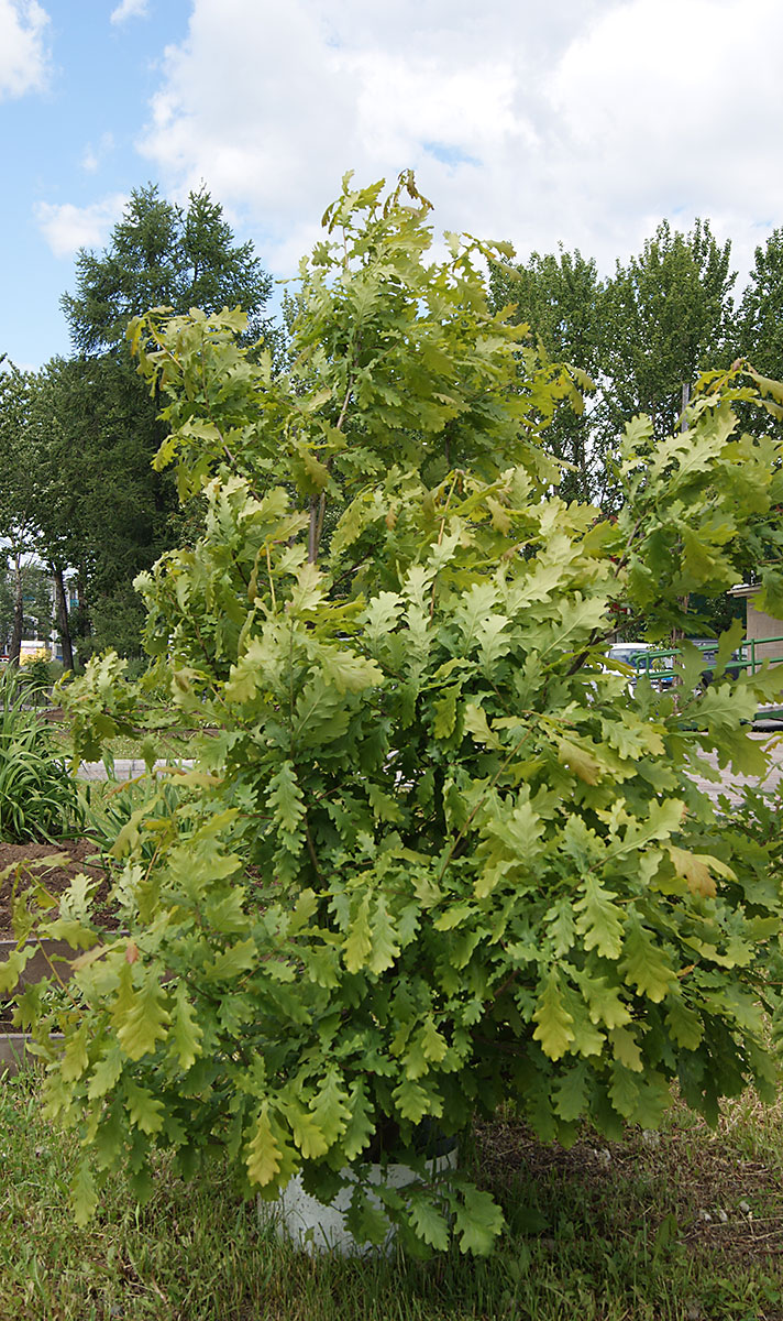 Image of Quercus robur specimen.