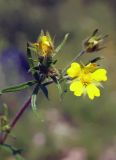 Potentilla multifida