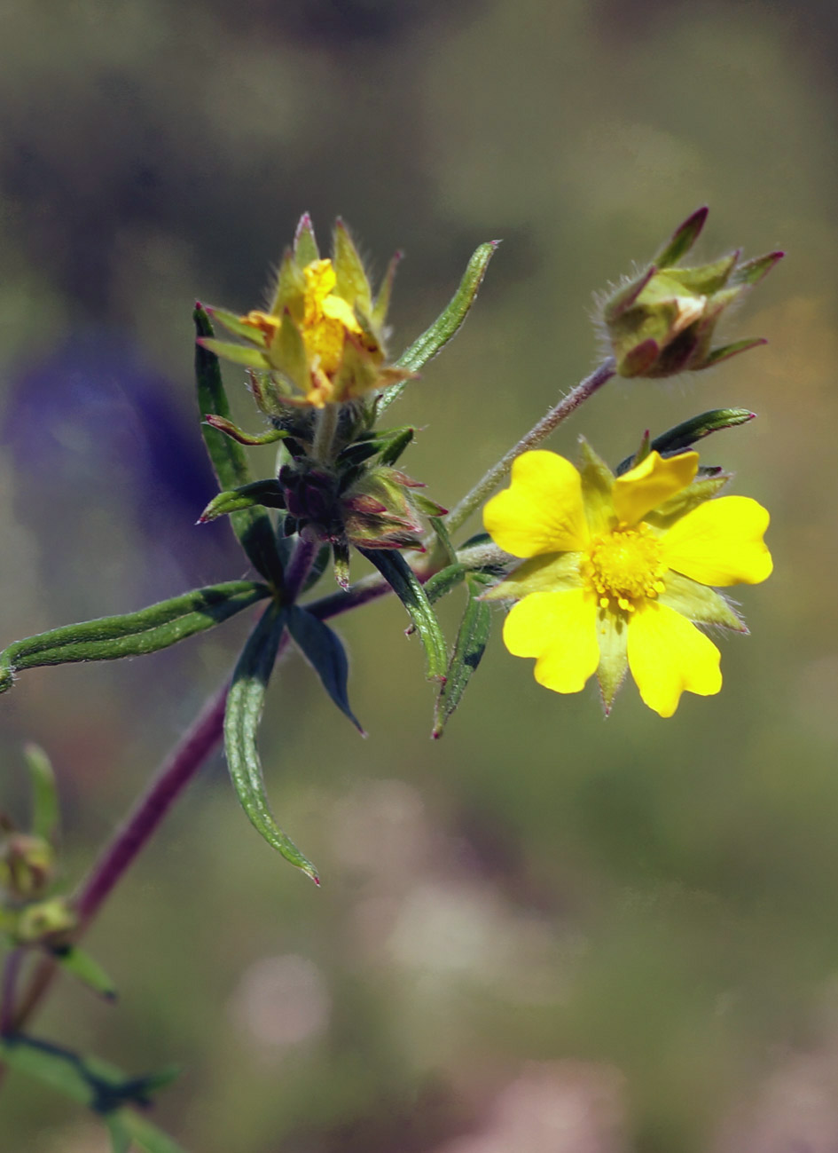 Изображение особи Potentilla multifida.