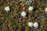 Ledum decumbens. Цветущие растения с Vaccinium vitis-idaea var. minus. Чукотка, побережье бухты Провидения, каменистый участок. 06.07.2012.