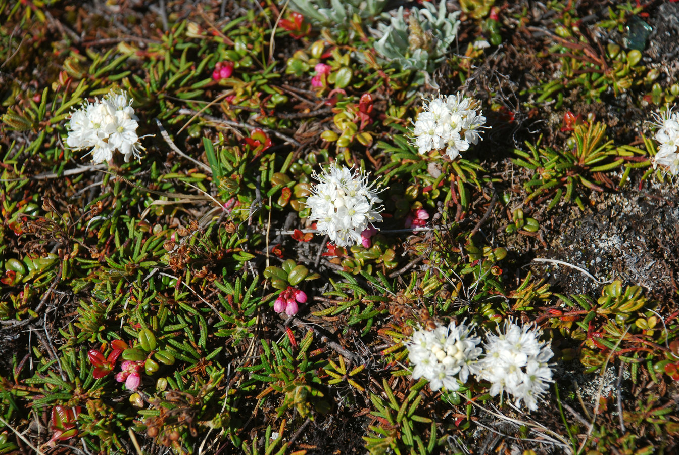 Image of Ledum decumbens specimen.
