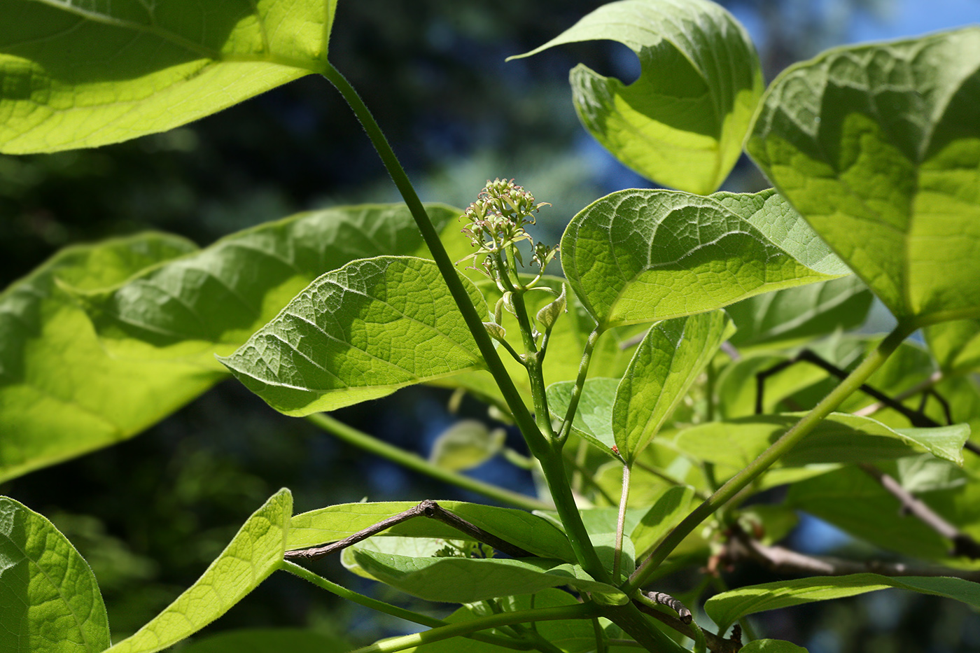 Image of Catalpa bignonioides specimen.