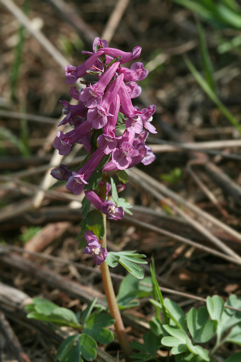 Image of Corydalis solida specimen.