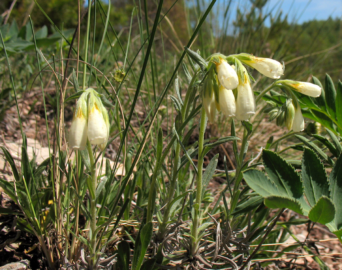 Изображение особи Onosma volgensis.