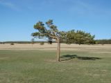 Pinus sylvestris. Взрослое дерево. Иркутская обл., оз. Байкал, о. Ольхон, окр. Сарайского залива. 08.06.2017.