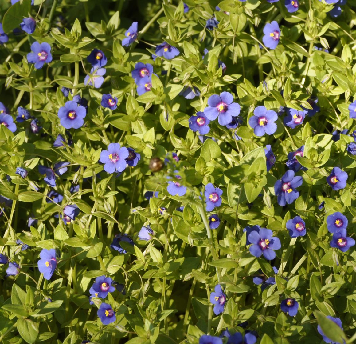 Изображение особи Anagallis arvensis.