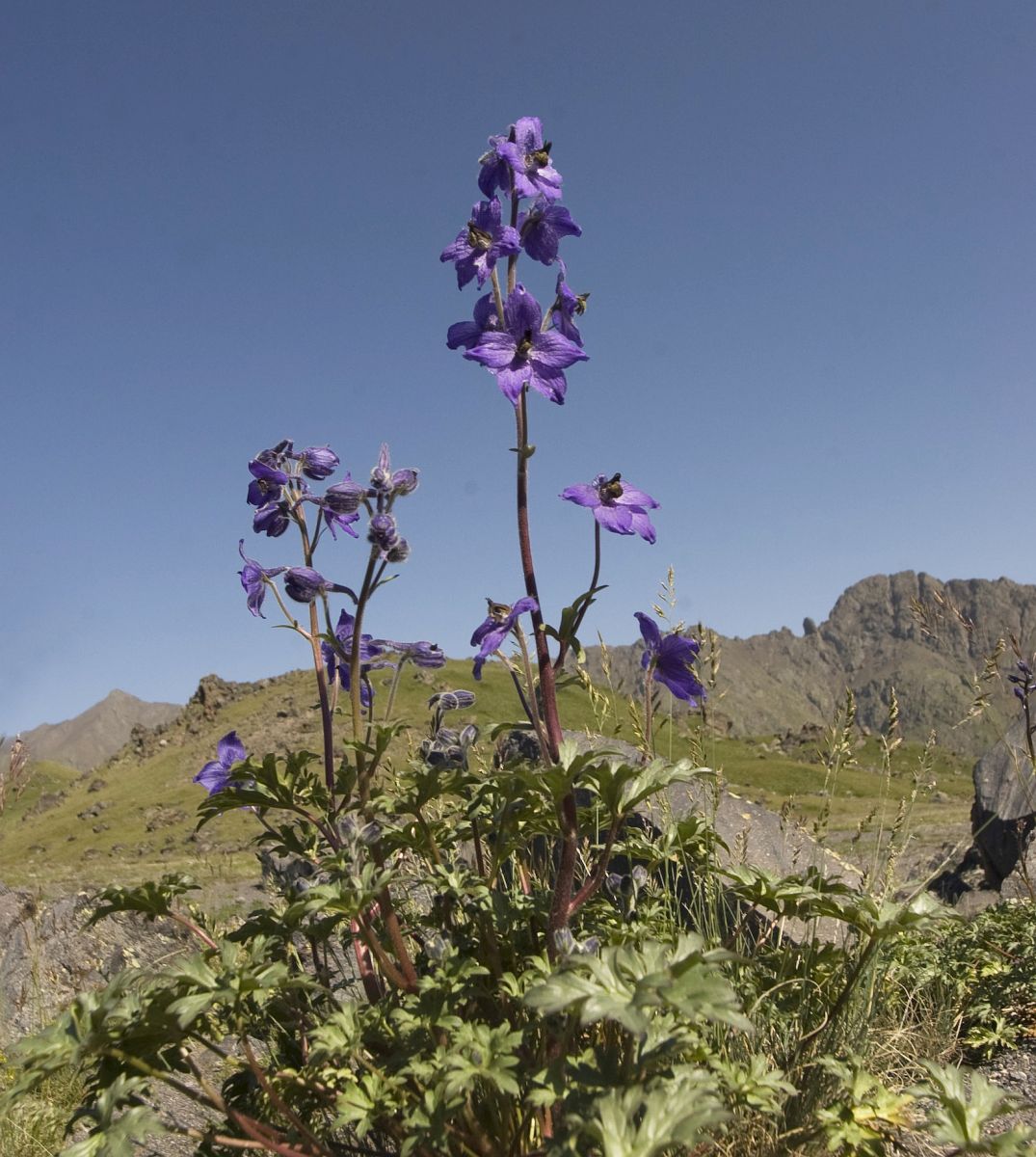 Image of Delphinium caucasicum specimen.