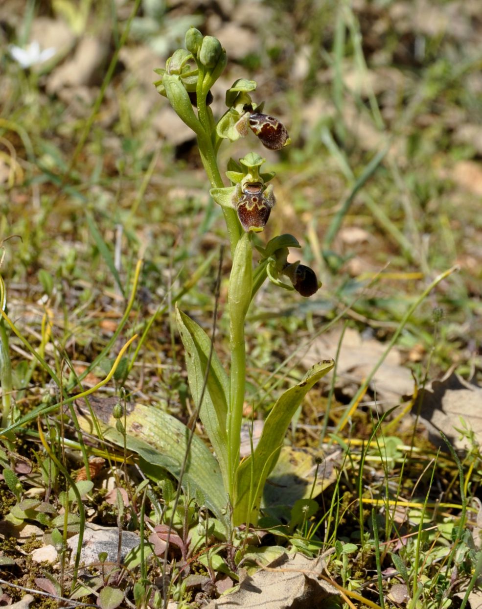 Image of Ophrys umbilicata specimen.