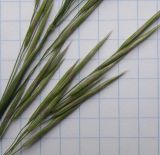 Bromopsis inermis. Часть соцветия. Краснодарский край, Кущёвский р-н, станица Шкуринская, многолетняя залежь. 23.05.2010.