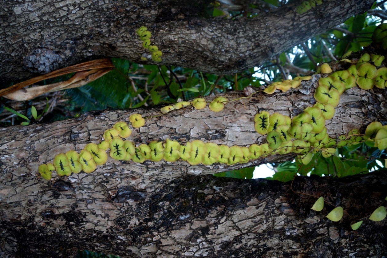 Image of genus Dischidia specimen.
