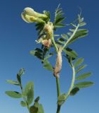 Vicia hybrida