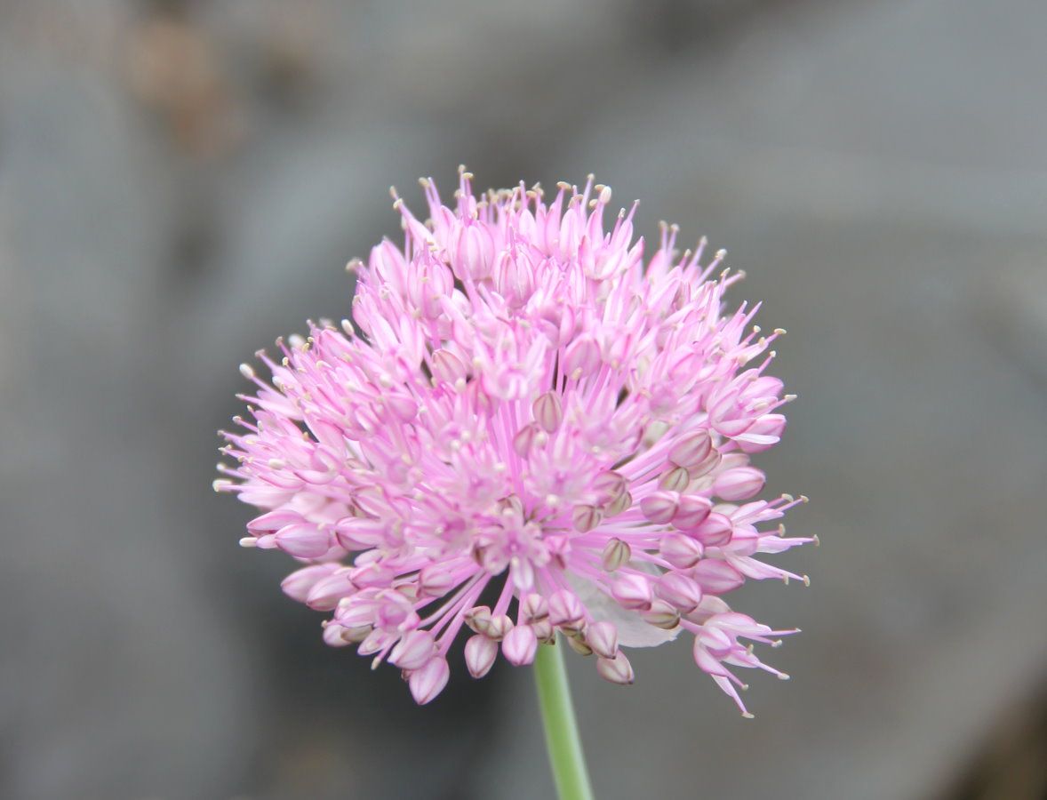 Image of Allium caricifolium specimen.