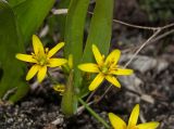 Gagea lutea. Цветки. Пермский край, г. Пермь, Кировский р-н, садовый участок. 19 мая 2018 г.