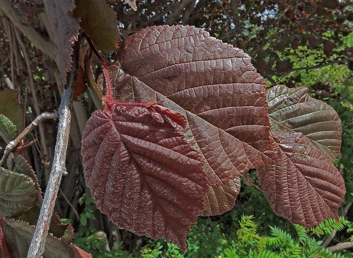 Image of Corylus avellana specimen.