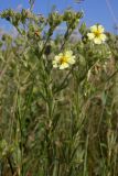 Potentilla recta