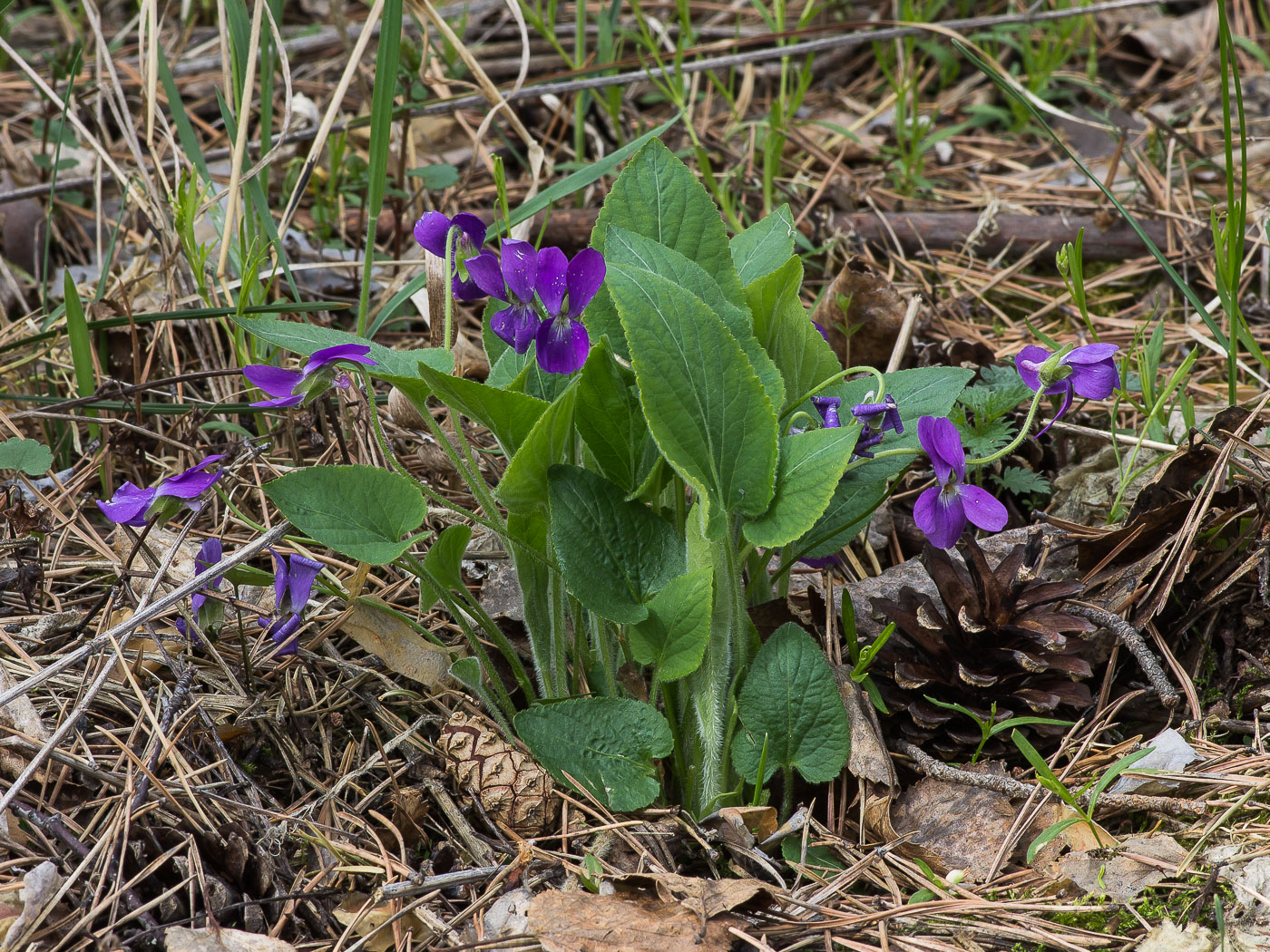 Image of Viola hirta specimen.