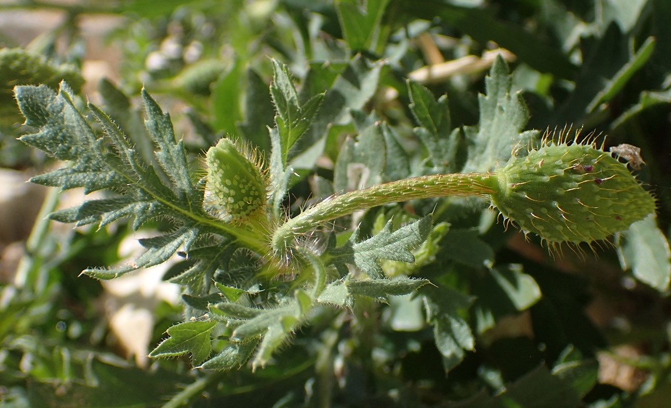 Image of Papaver rhoeas specimen.