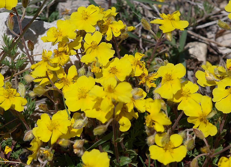 Image of genus Helianthemum specimen.