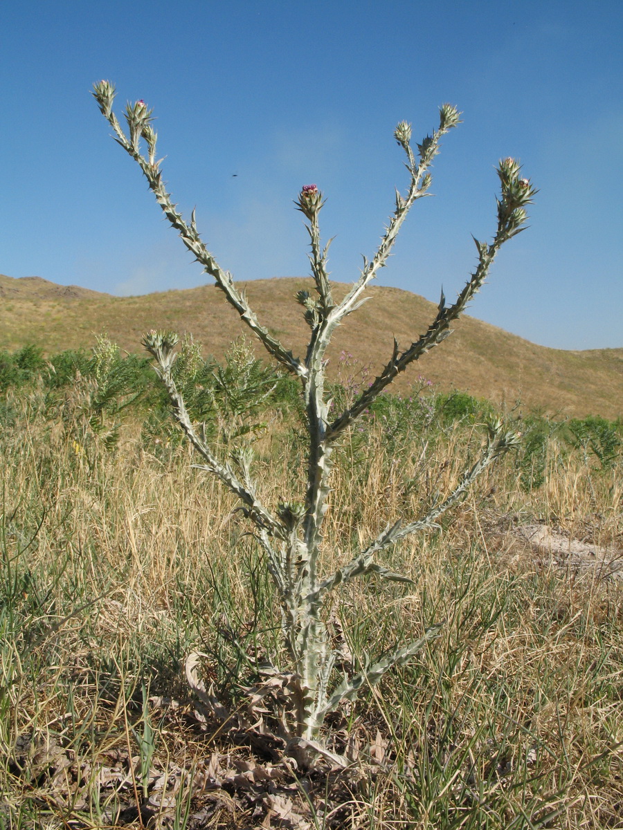 Image of Cousinia platylepis specimen.