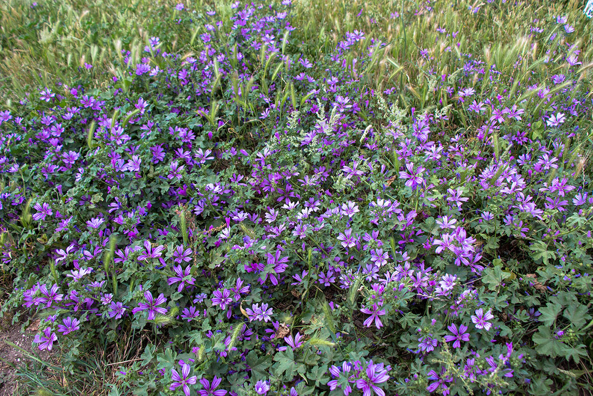 Image of Malva sylvestris specimen.