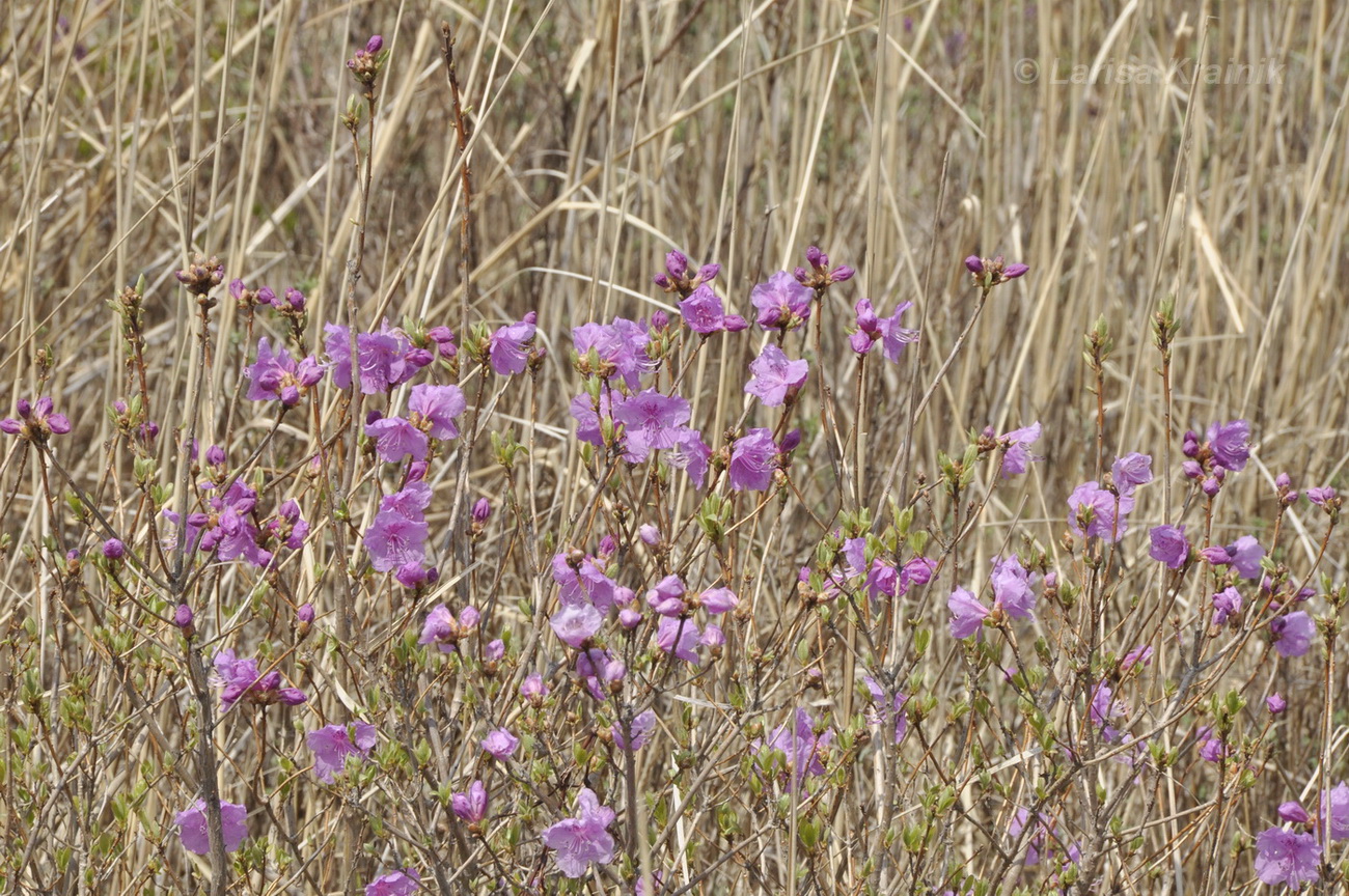 Image of Rhododendron mucronulatum specimen.