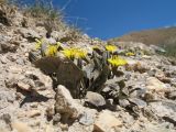 Crepis sogdiana. Цветущее растение. Кыргызстан, Зап. Тянь-Шань, Таласский Алатау, северная (таласская) сторона пер. Кара-Буура, ≈ 3200 м н.у.м., пригребневой каменистый склон зап. экспозиции. 17 июля 2018 г.