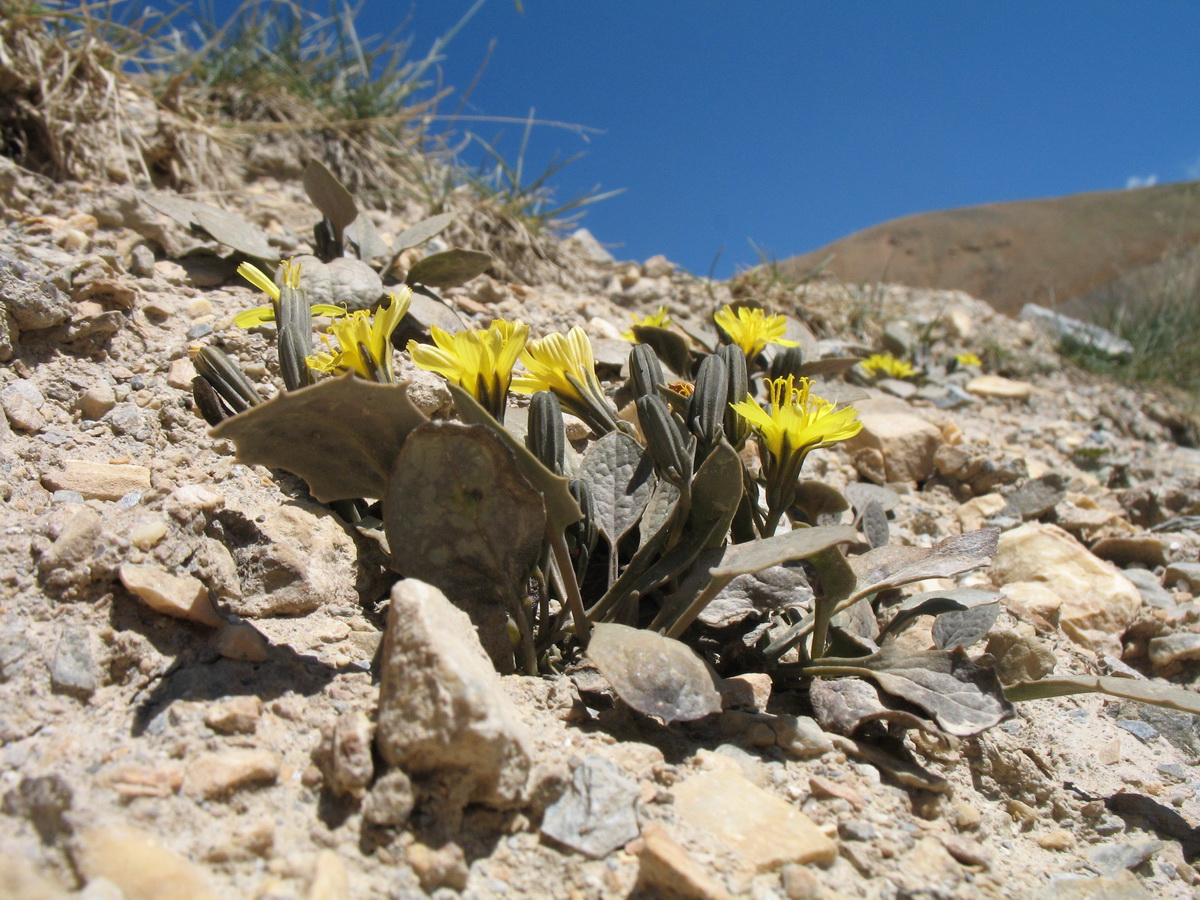 Image of Crepis sogdiana specimen.