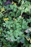 Corydalis raddeana